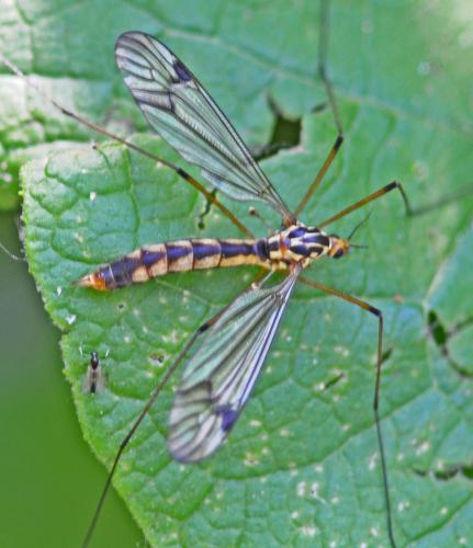 Nephrotoma quadrifaria